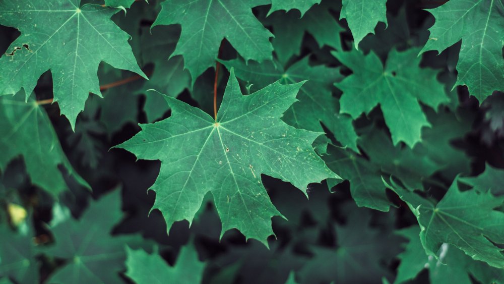 Кленовый лист зеленый