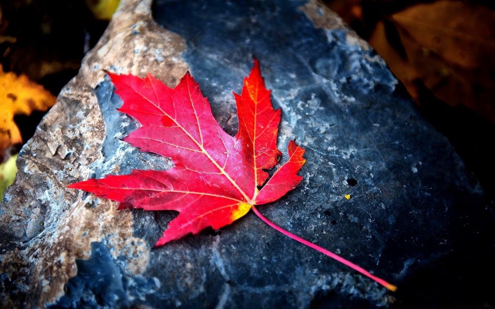 Красный осенний кленовый лист