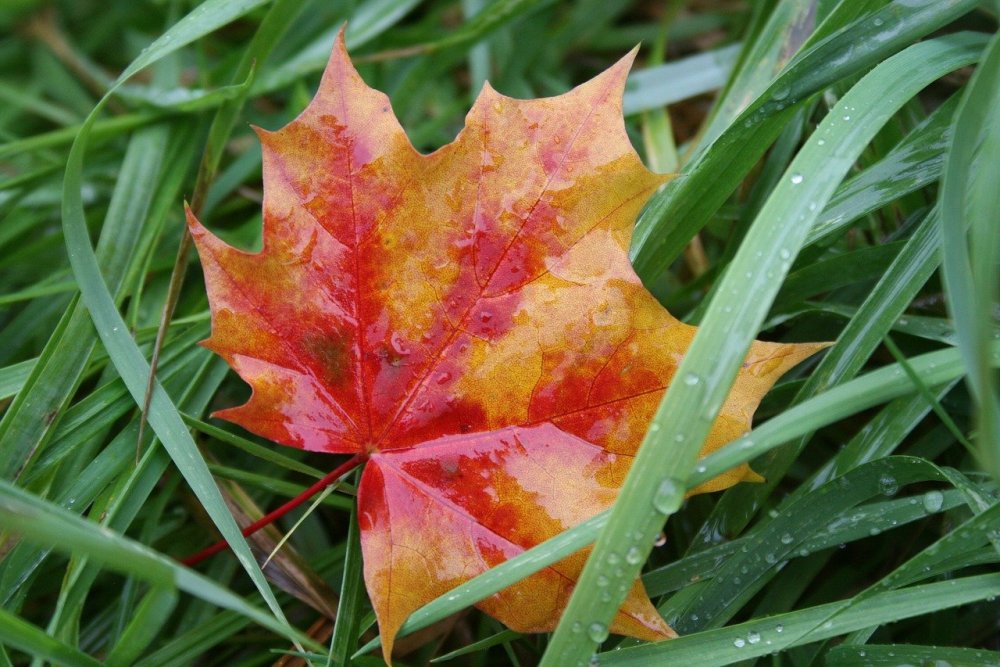 Осенний кленовый лист