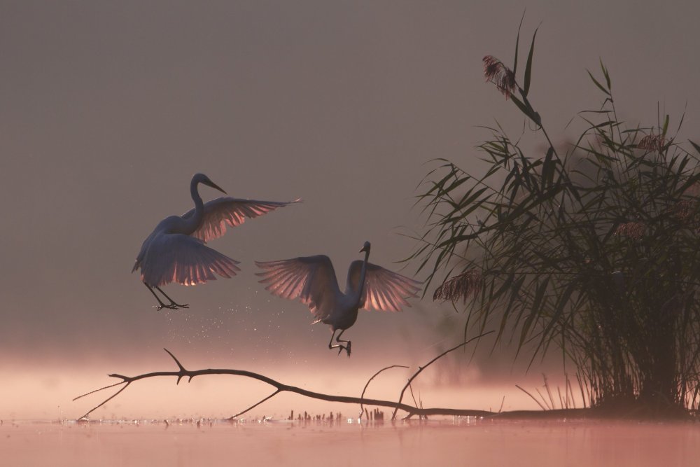 Птицы в тумане