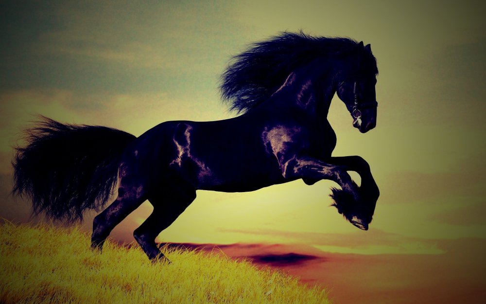 Черный мустанг лошадь