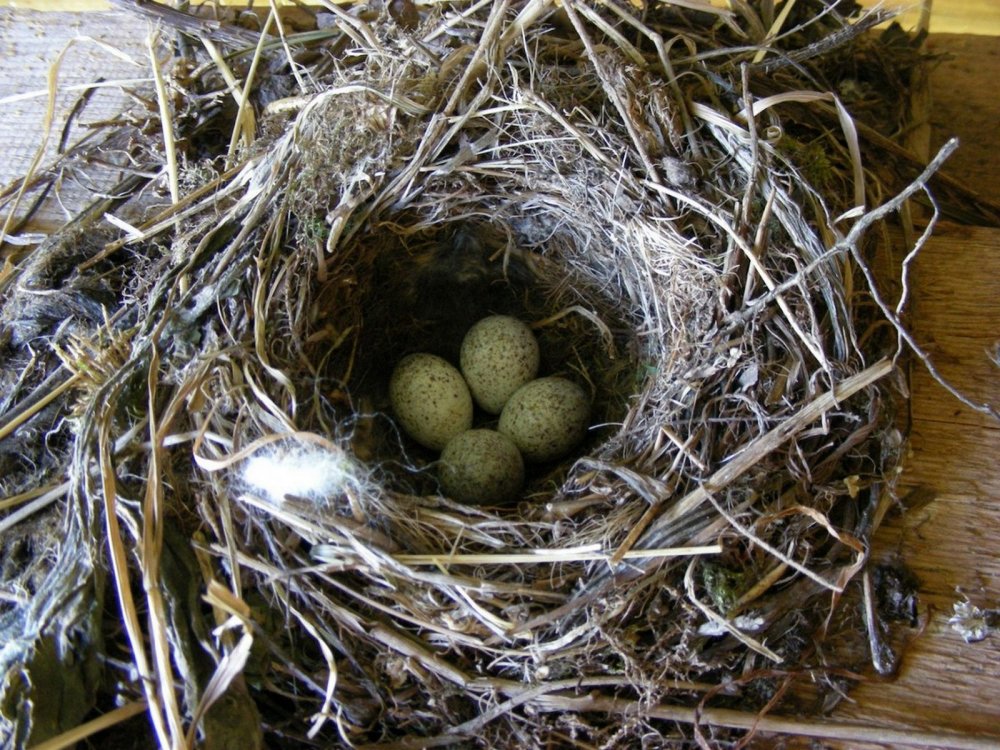 Желтоголовая трясогузка гнездо
