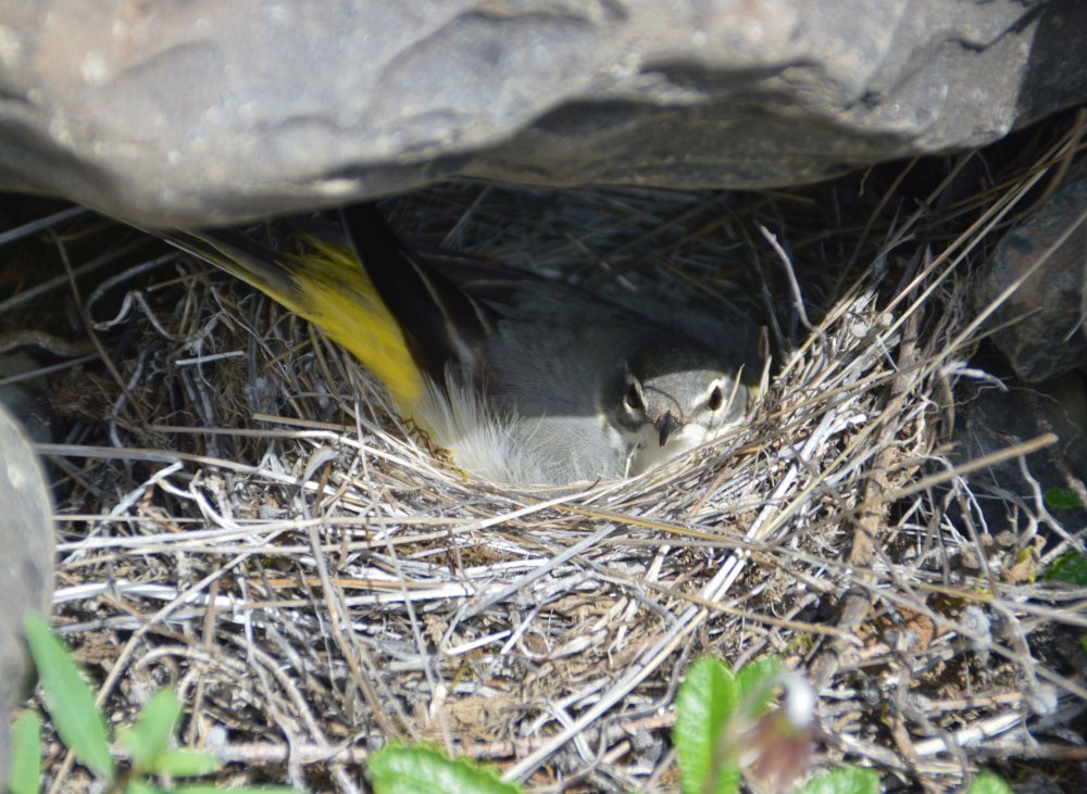 Горная трясогузка гнездо
