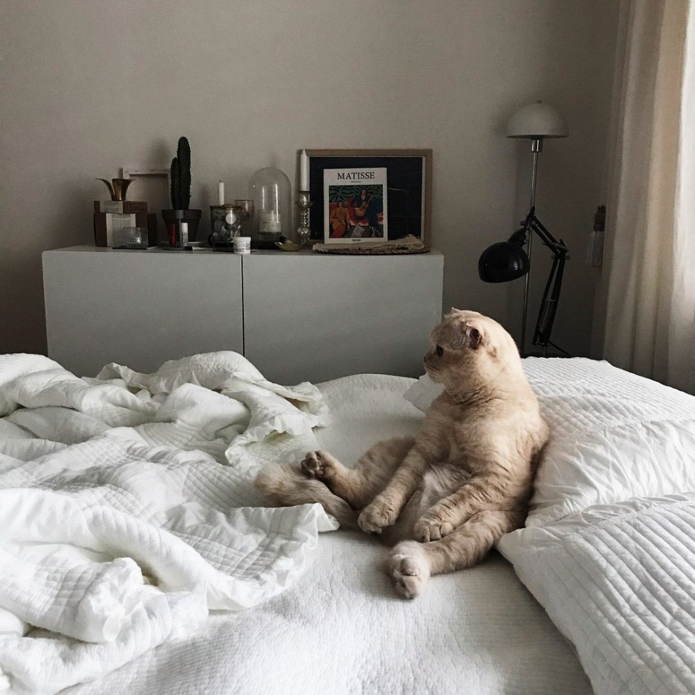 Кот в кровати