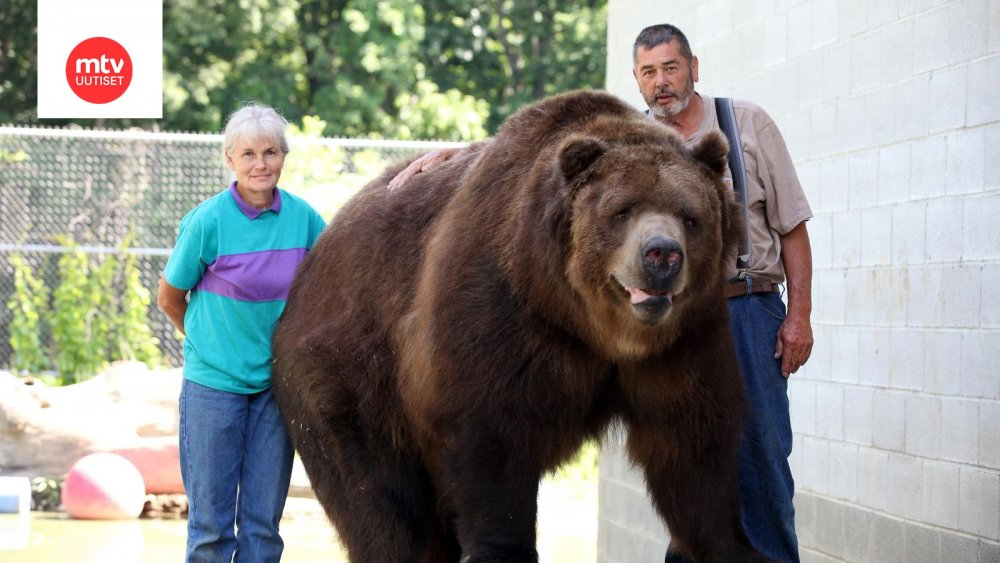 Самый большой медведь Кадьяк 1200 кг
