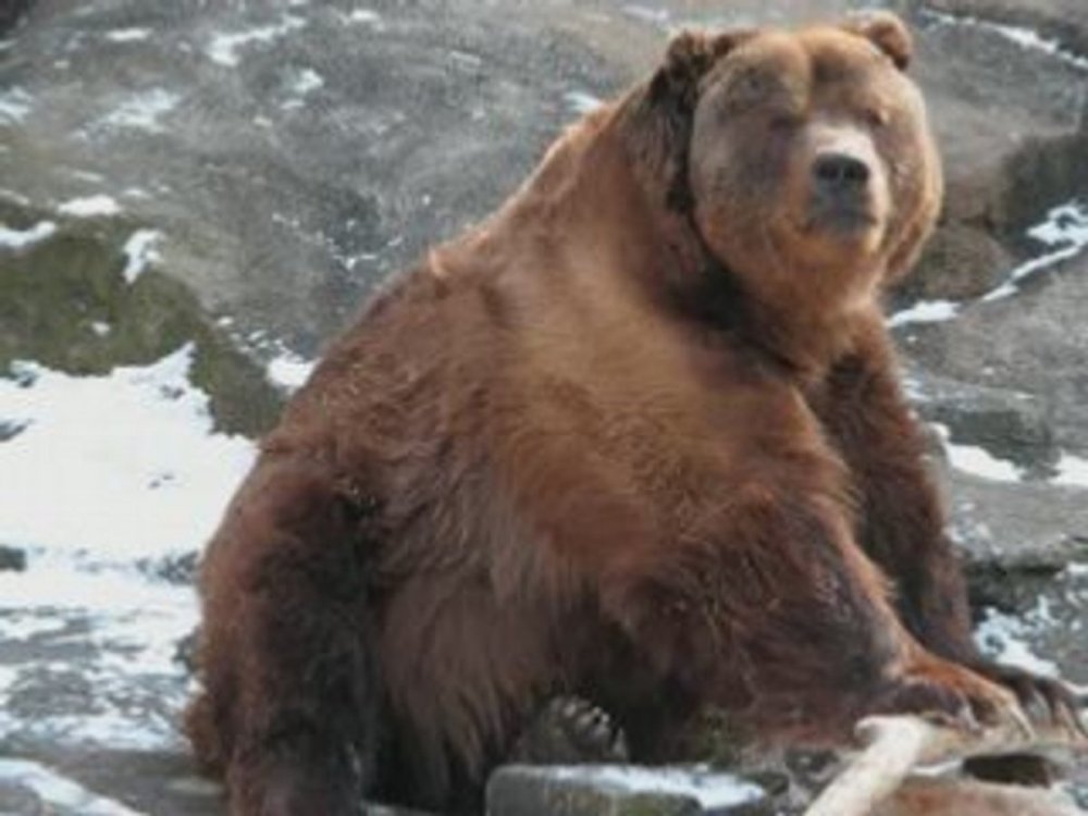 Остров Кадьяк бурый медведь