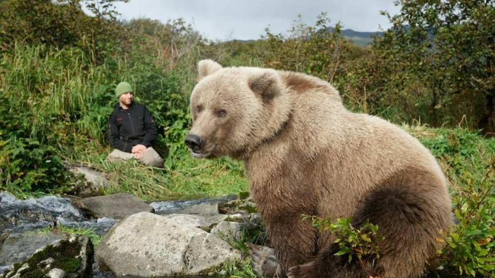 Самый крупный бурый медведь в мире