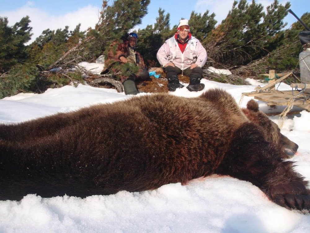Самый большой убитый медведь Гризли