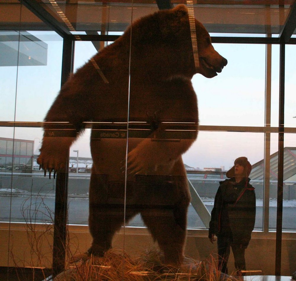 Самый большой медведь в мире Гризли Аляска