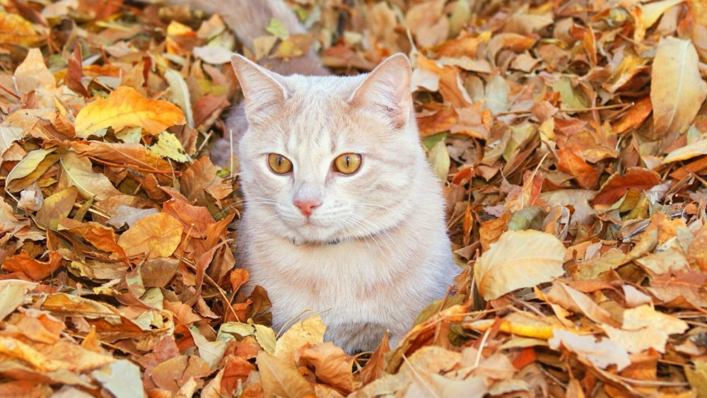 Котик в листве
