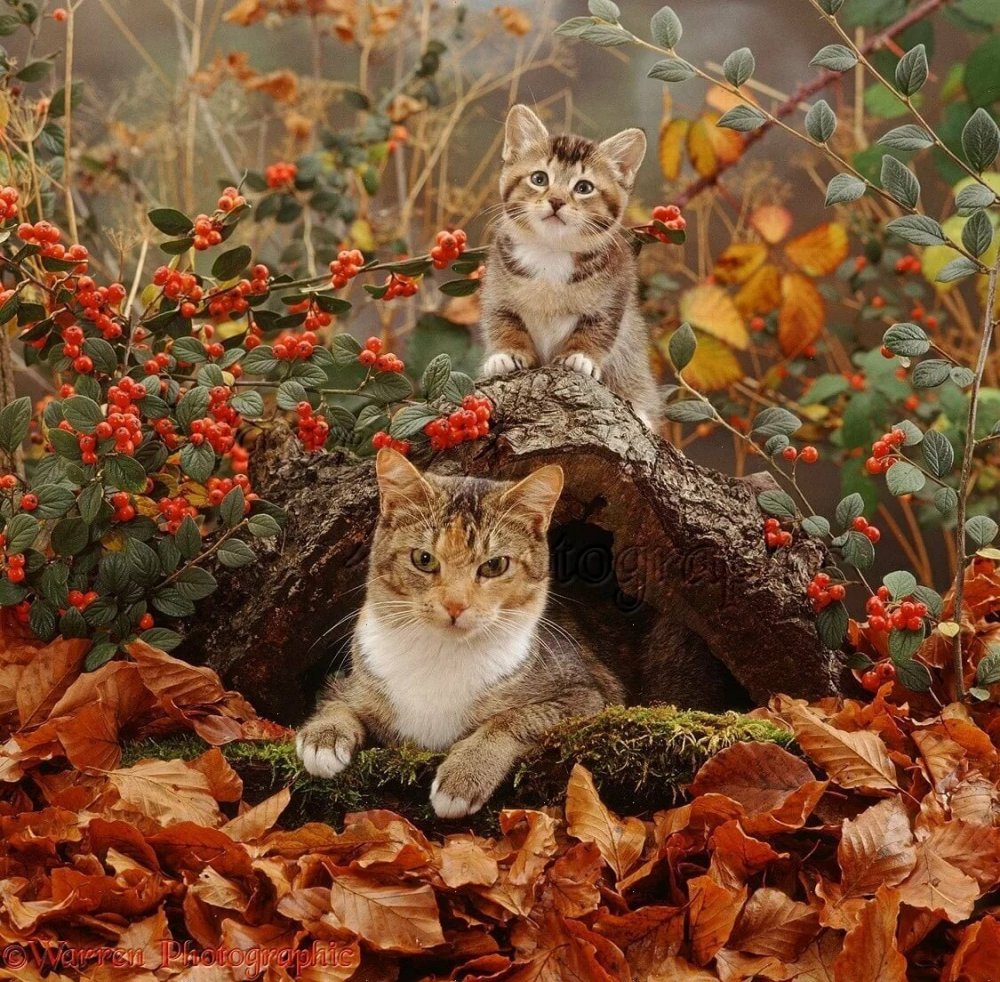 Животные осенью
