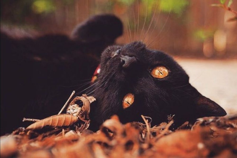 Черная кошка осень