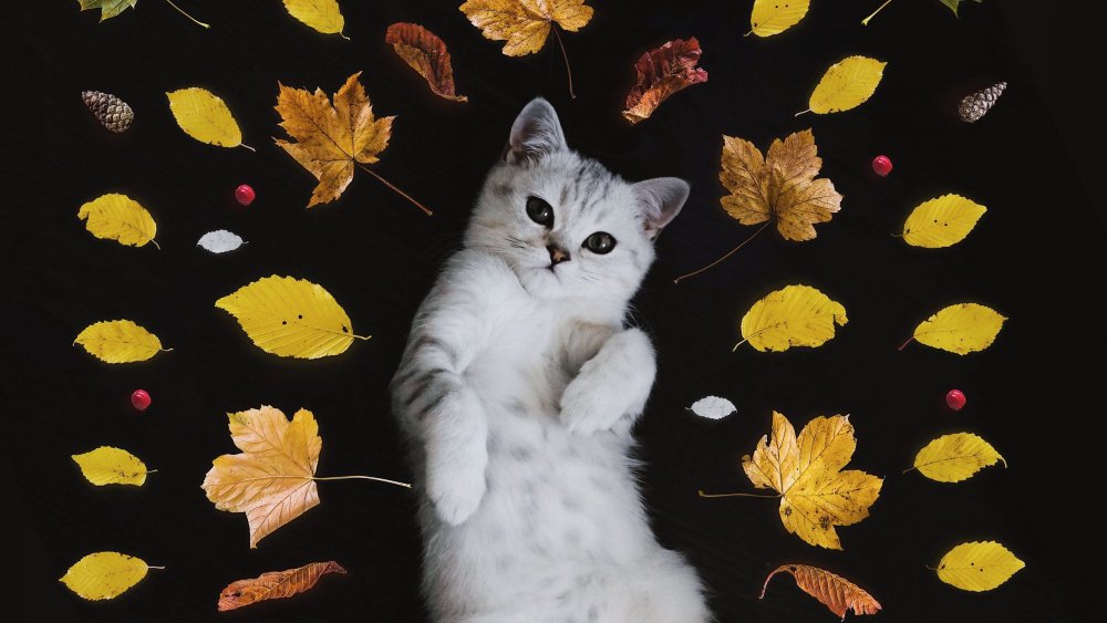 Котик осень