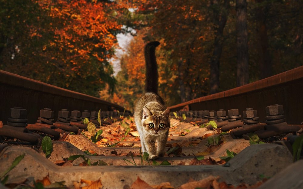Рыжий кот на фоне осени