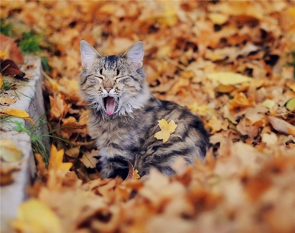 Кошка в листве