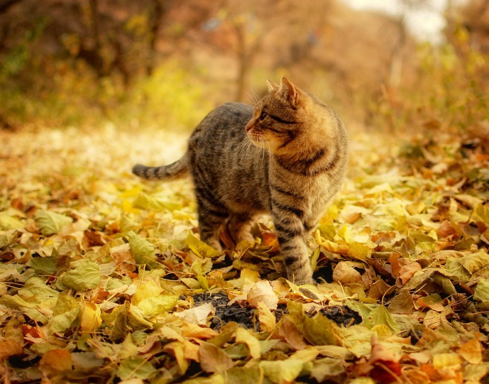 Кот идет осенью
