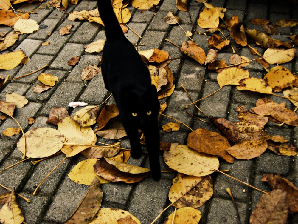 Черный кот осень