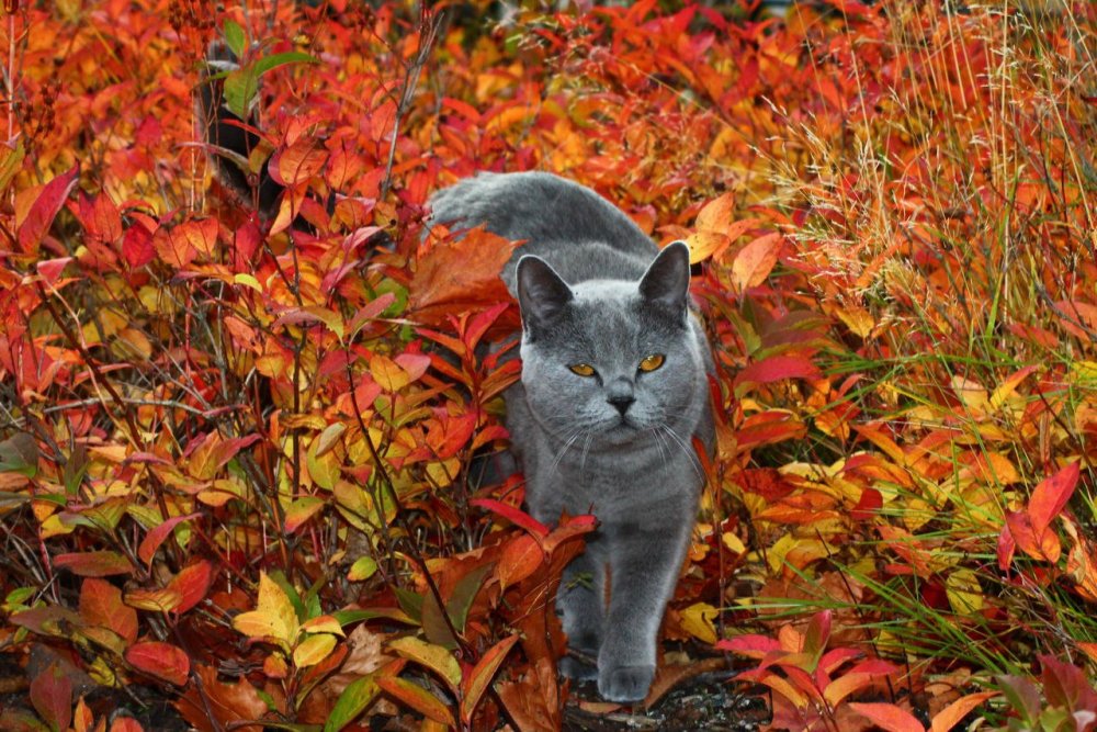 Осенние британские коты