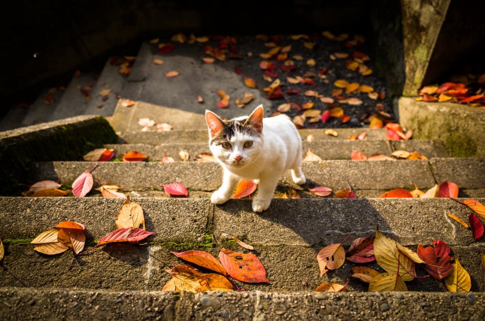 Осенняя фотосессия кошек