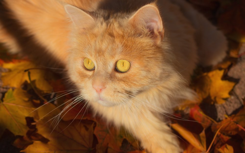 Рыжие коты с желтыми глазами