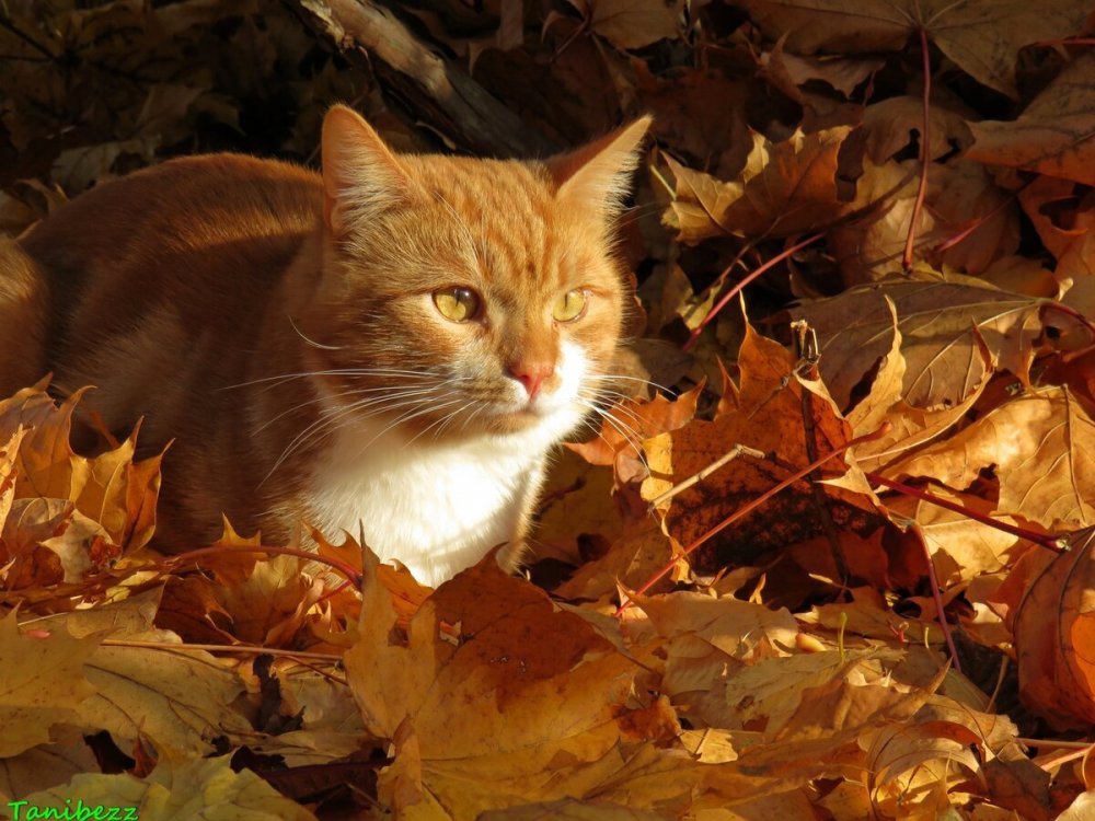 Котенок в осенней листве