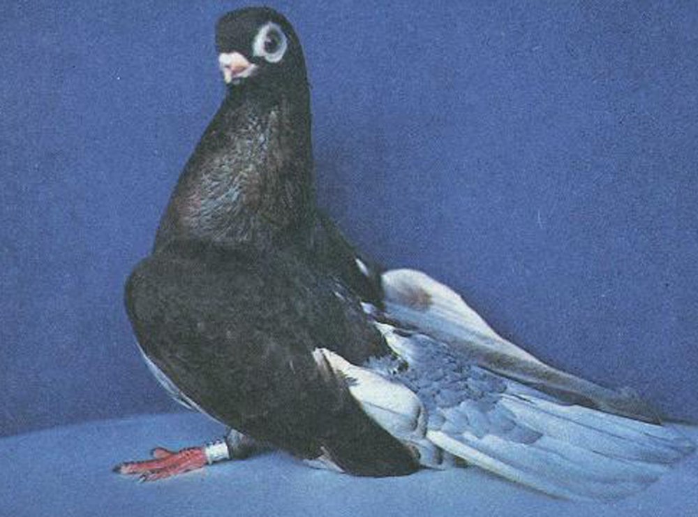 Узбекские голуби руяны