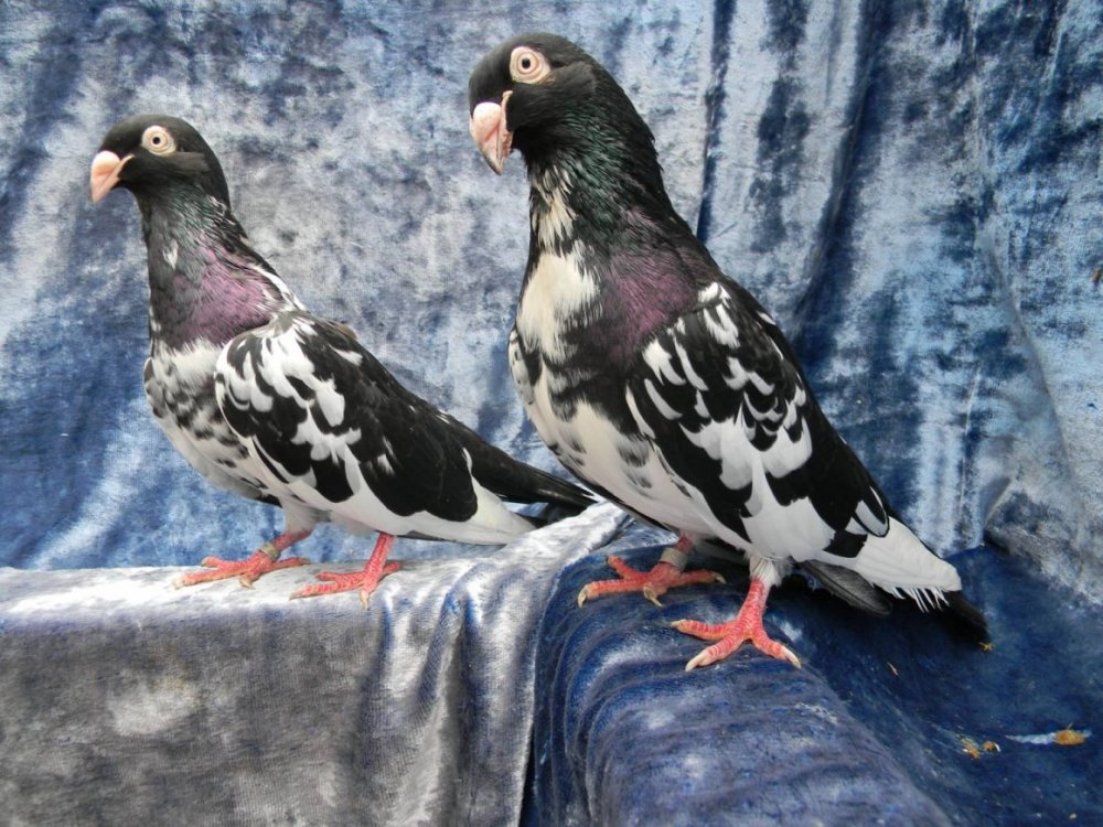 Узбекские бойные короткоклювые голуби