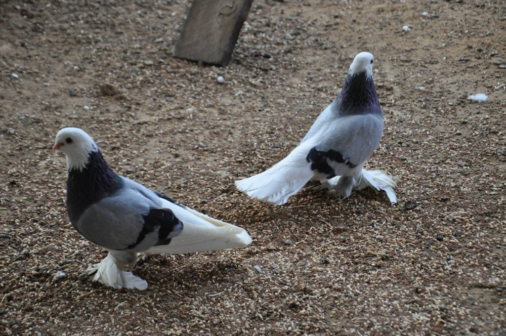 Высоколётные голуби Турман