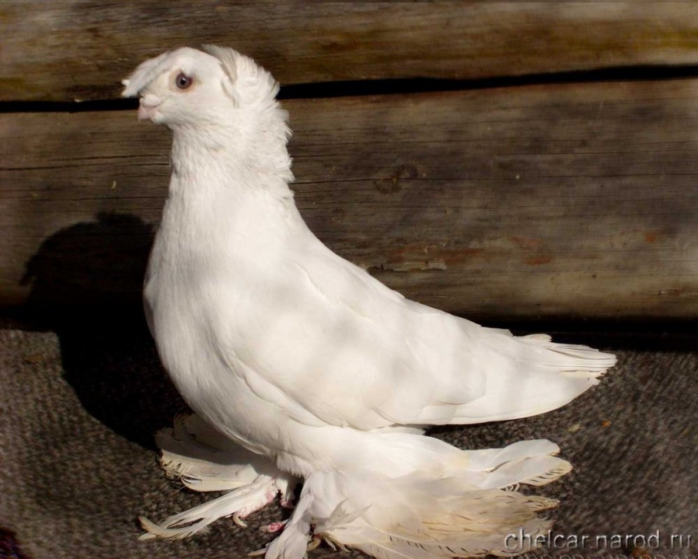 Берберийский голубь