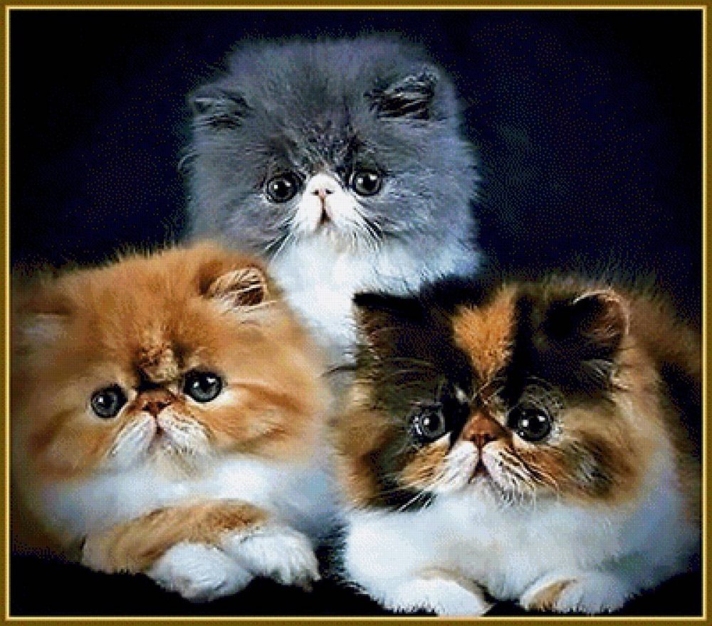 Кошки персы экзоты