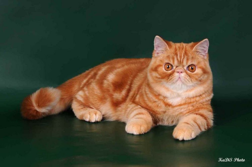 Экзотическая короткошерстная кошка рыжая