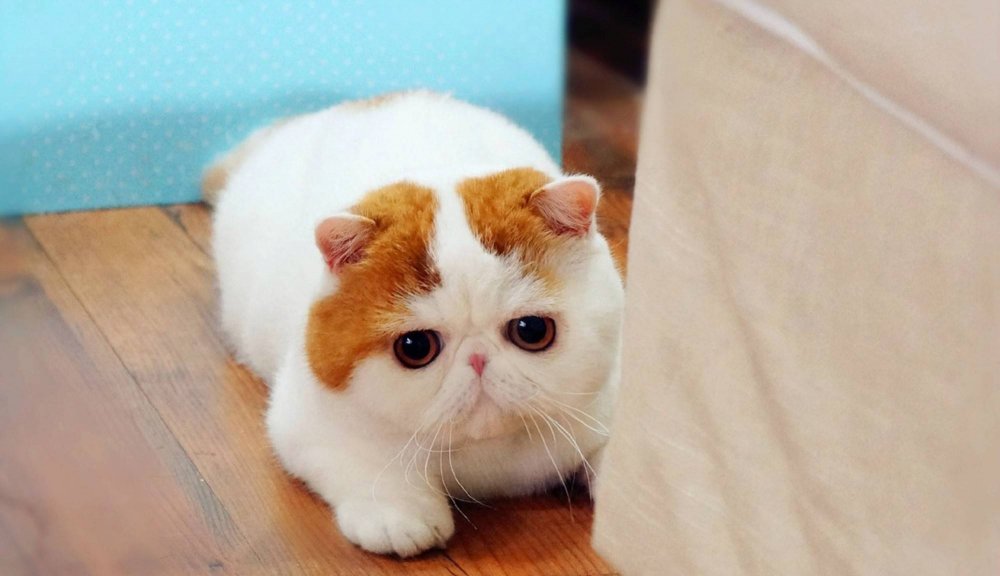 Кот Снупи порода кошек