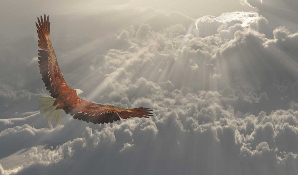 Свободный орёл в небе