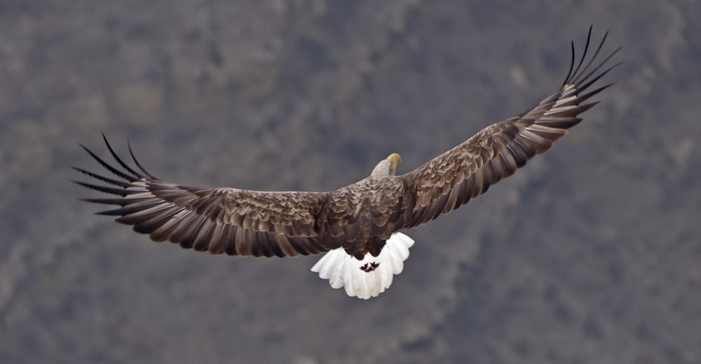 Орел с размахом крыльев вид сзади