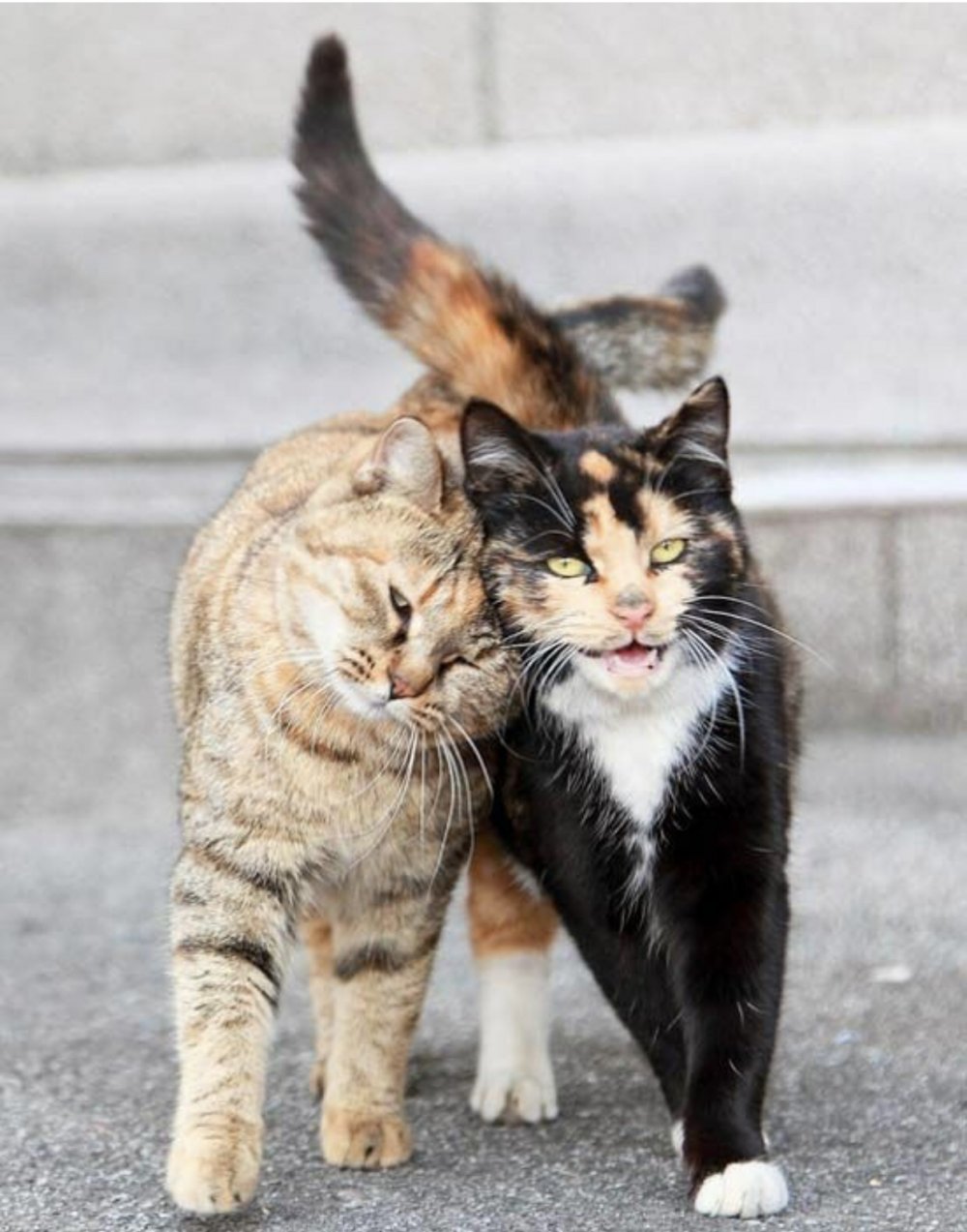 Любовь двух котиков