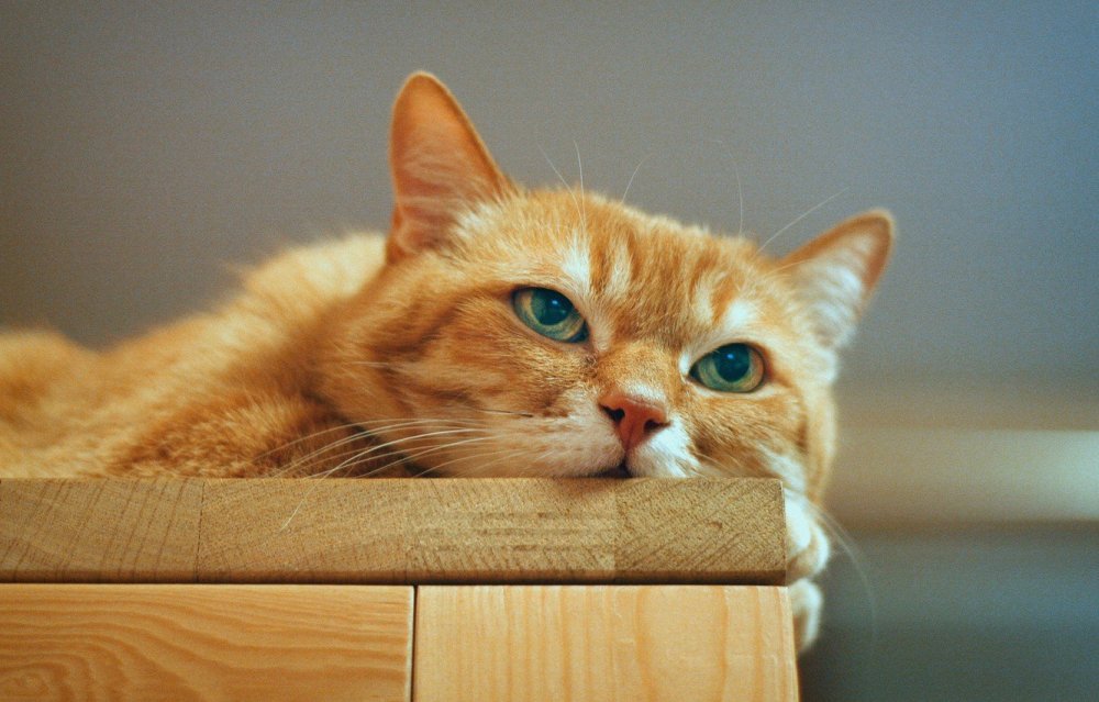 Улыбка рыжего кота