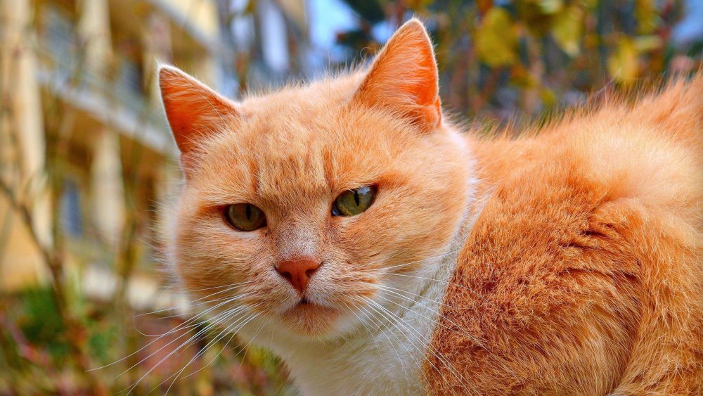 Беспородный рыжий кот