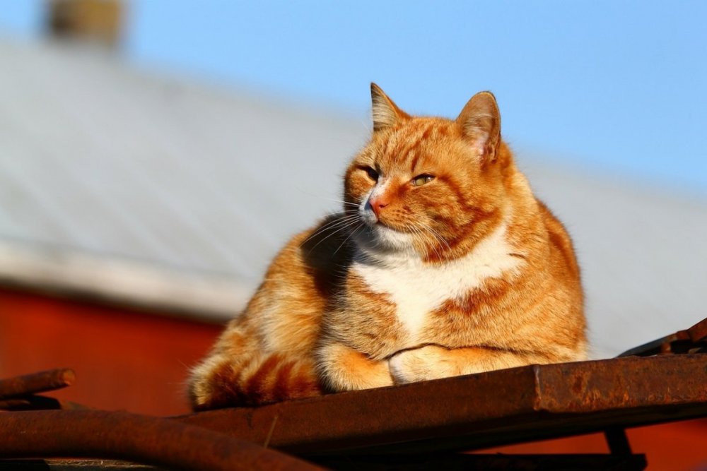 Эгейская кошка рыжая