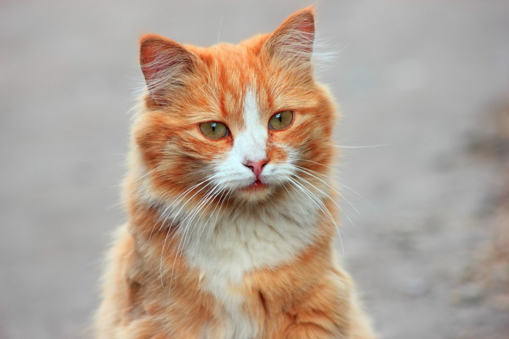 Морда рыжего кота