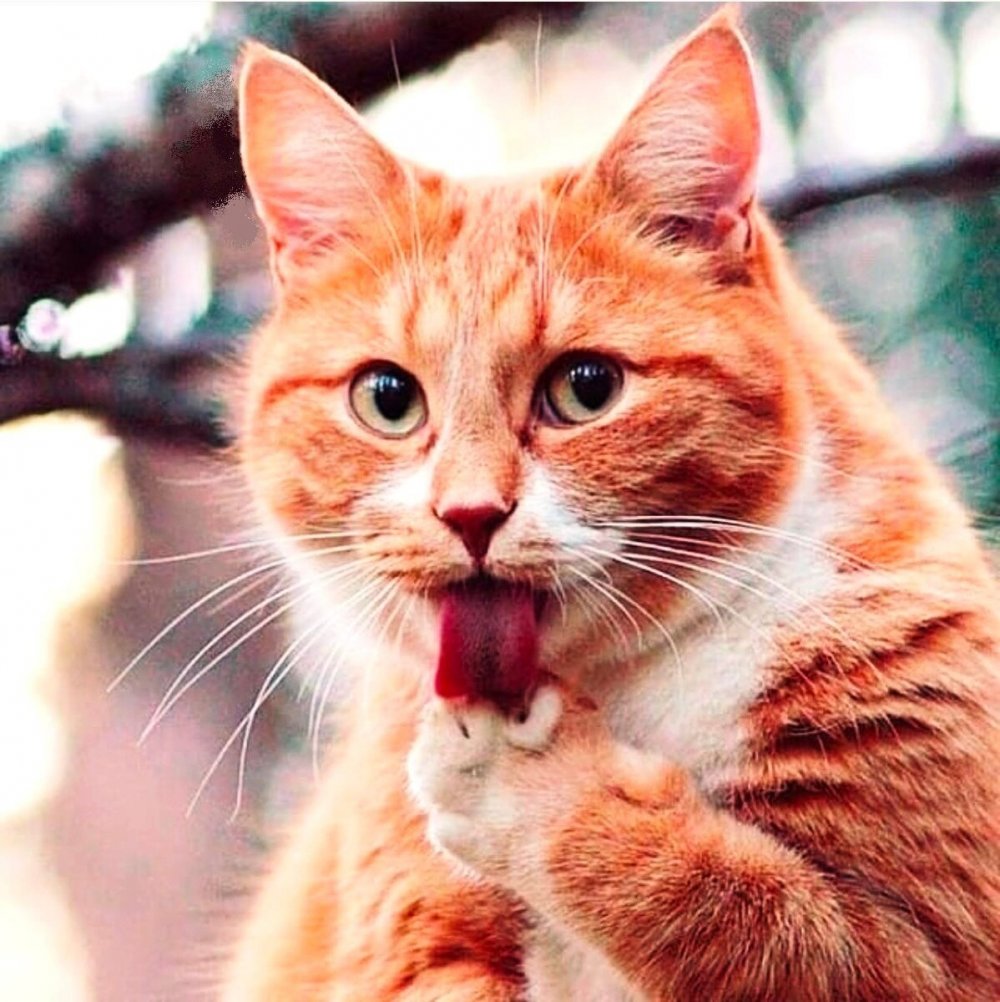 Сибирская кошка рыжая короткошерстная