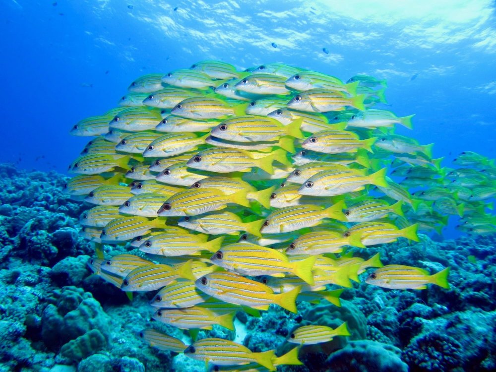 Рыбы на Мальдивах фото с названиями