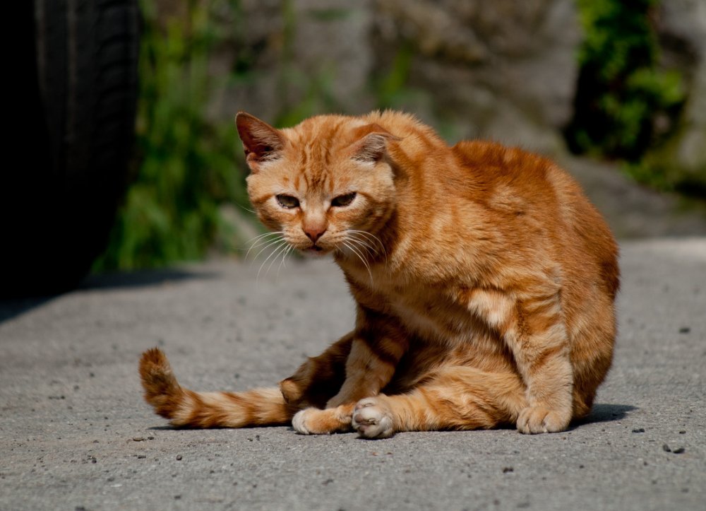 Рыжий толстый кот на солнышке