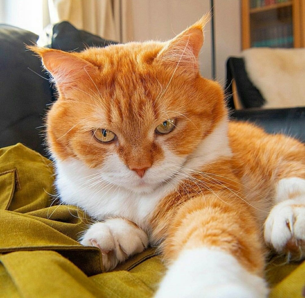 Рыжий мохнатый кот