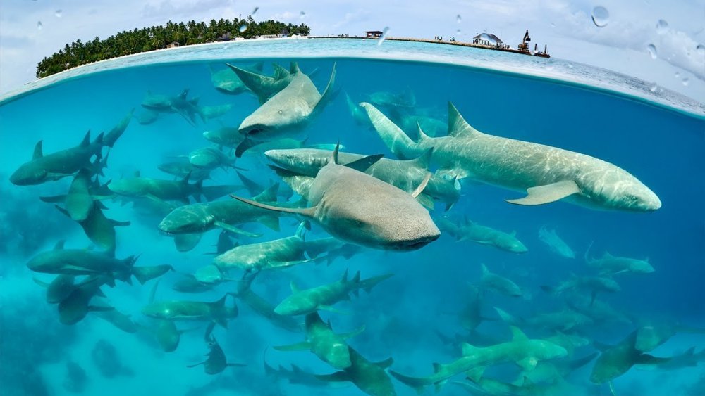Крупные рыбы Мальдив