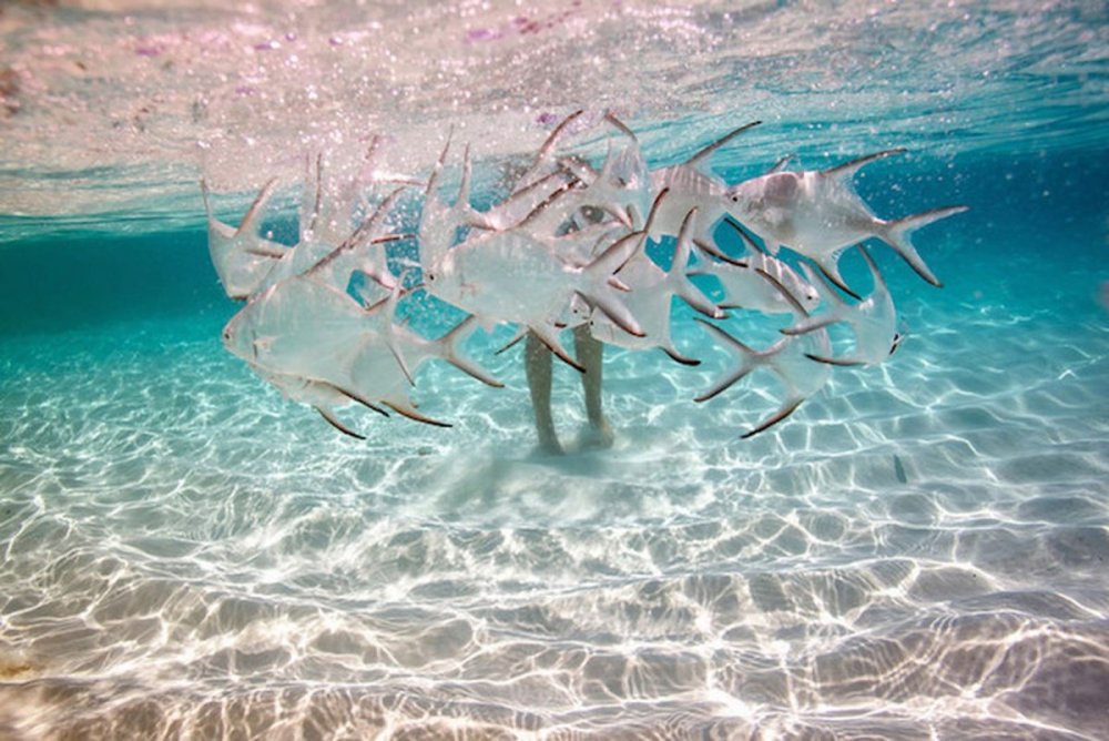 Эстетика океана под водой