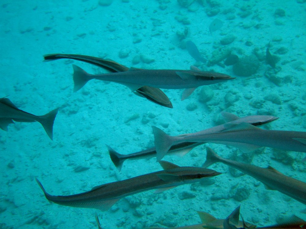 Рыбы Мальдивских островов