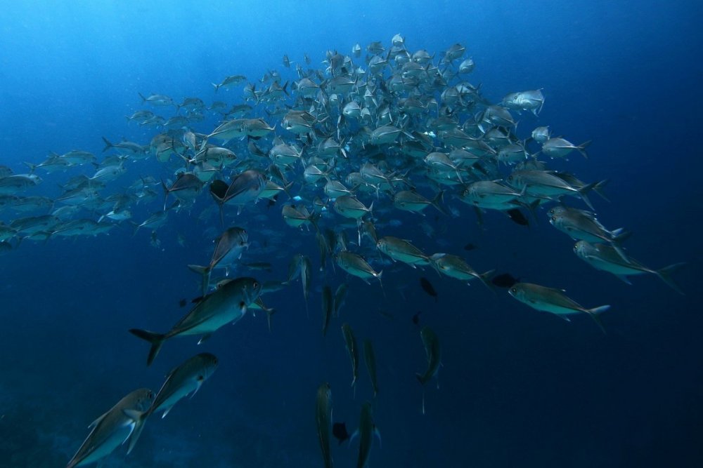 Стая рыб Мальдивы