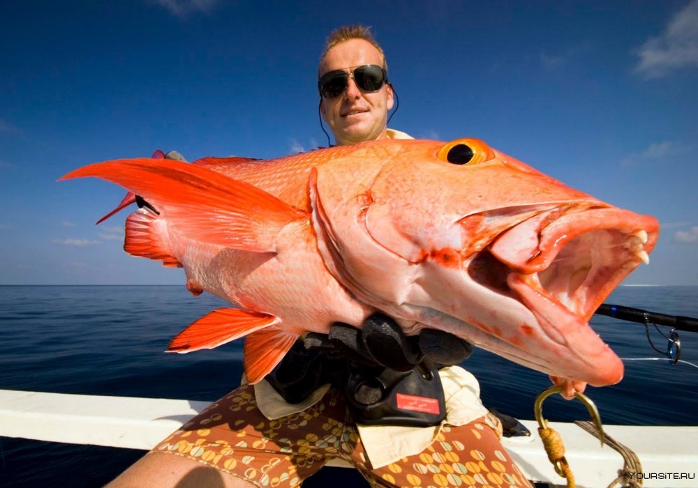 Red Snapper большая рыба
