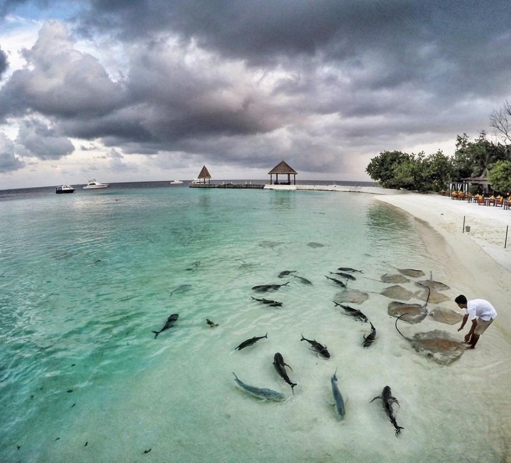 Мальдивы животные