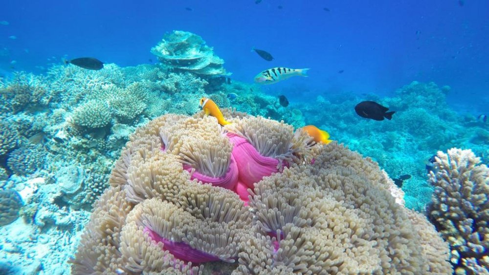 Рифовые рыбы Мальдив